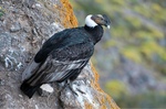 Andean Condor on a rock