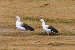 Andean Gooses in field