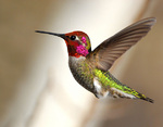 Anna's Hummingbird side view