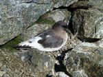 Antarctic Petrel on the stones