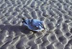Antarctic Prion on the sand