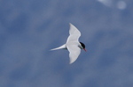 Antarctic Tern in flight