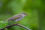 Arctic Warbler on the branch