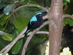 Asian Fairy Bluebird on the tree