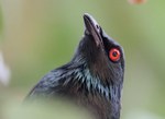 Asian Glossy Starling head