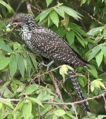 Asian Koel in the foliage