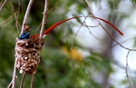 Asian Paradise-flycatcher in the nest