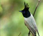 Asian Paradise-flycatcher side view