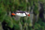 Atlantic Puffin in flight