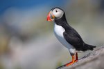 Atlantic Puffin locking