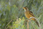 Austral Thrush on a branch