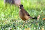 Austral Thrush