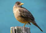 Austral Thrush sitting on a tree stump