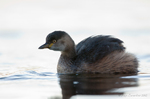 Australasian Grebe on water