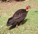 Australian Brush-turkey on the earth