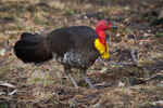 Australian Brush-turkey on the grass