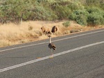 Australian Bustard on the road