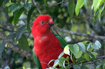 Australian King Parrot sitting