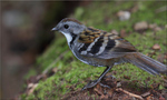 Australian Logrunner