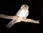 Australian Owlet-nightjar