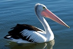 Australian Pelicans floats