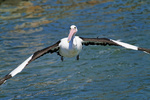 Australian Pelicans flying over sea
