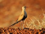 Australian Pratincole in the desert