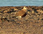 Australian Pratincole near the shore