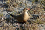 Australian Pratincole sitting