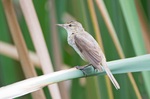 Australian reed warbler in the swamp