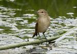 Australian reed warbler over water