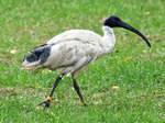 Australian White Ibis on the earth