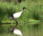 Australian White Ibis on the swamp