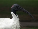 Australian White Ibis