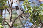 Aztec Thrush on the branch