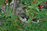 Aztec Thrush on the tree