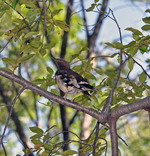 Aztec Thrush