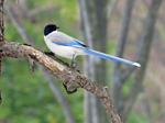 Azure-winged Magpie on the branch