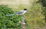 Azure-winged Magpie on the stump