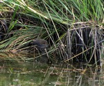 Baillon's Crake near the water