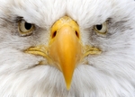 Bald Eagle face