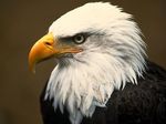 Bald Eagle side view