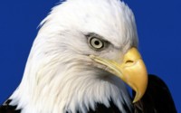 Baldeagle Portrait Wallpaper