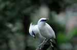 Bali Mynas