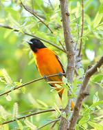 Baltimore Oriole on the tree