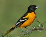 Baltimore Oriole side view
