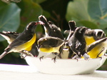 Bananaquits