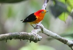 Band-tailed Manakin on the branch