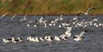 Banded Stilts on the lake