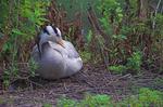 Bar-headed Goose in bushes